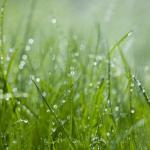 Grass under the sprinkler