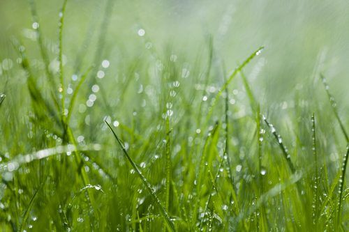 Wet grass